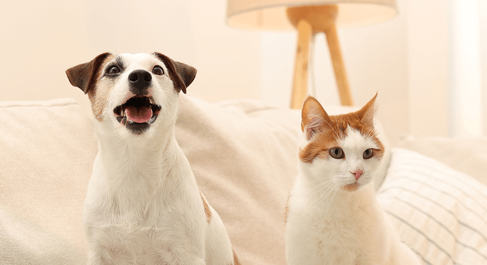 寵洙 PET 寵物水性創傷敷料