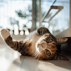 全馨傷口共照網-最多人使用的傷口與疤痕諮詢平台