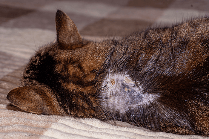 支持皮膚自然修復狀態