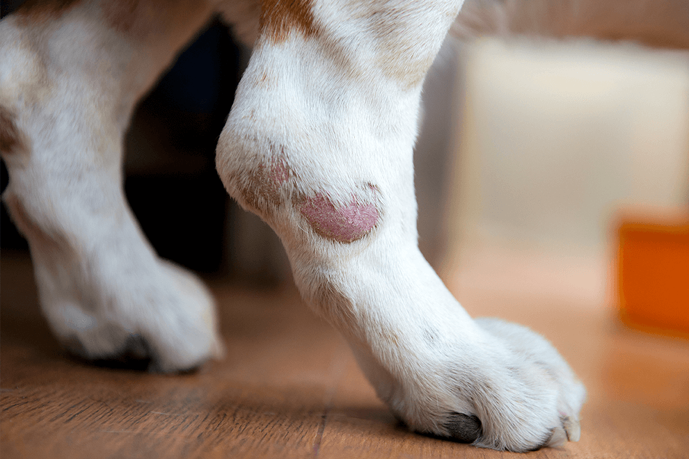 番薯｜照護期間恢復情況良好