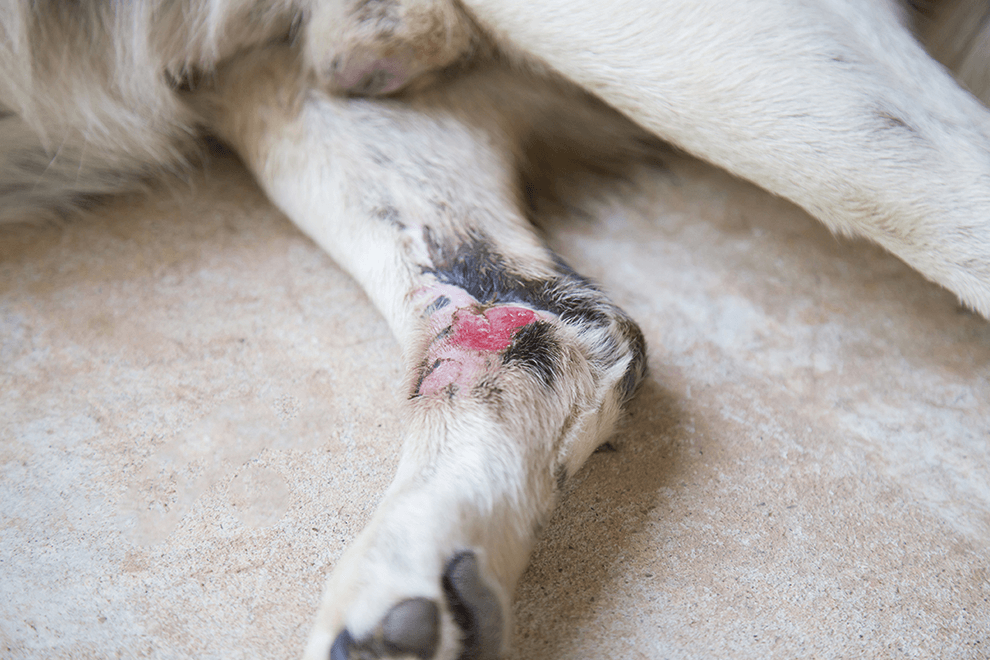 番薯｜照護期間恢復情況良好