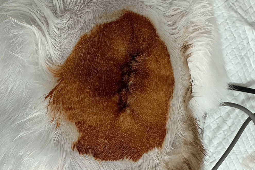 豆豆｜照護期間恢復情況良好