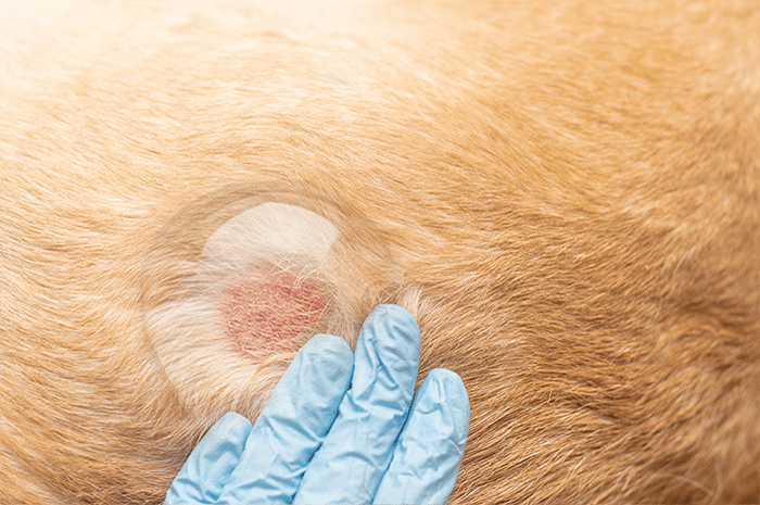 噴灑適量寵洙 PET 於傷口處