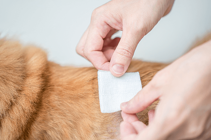 依傷口狀況覆蓋紗布並保持透氣