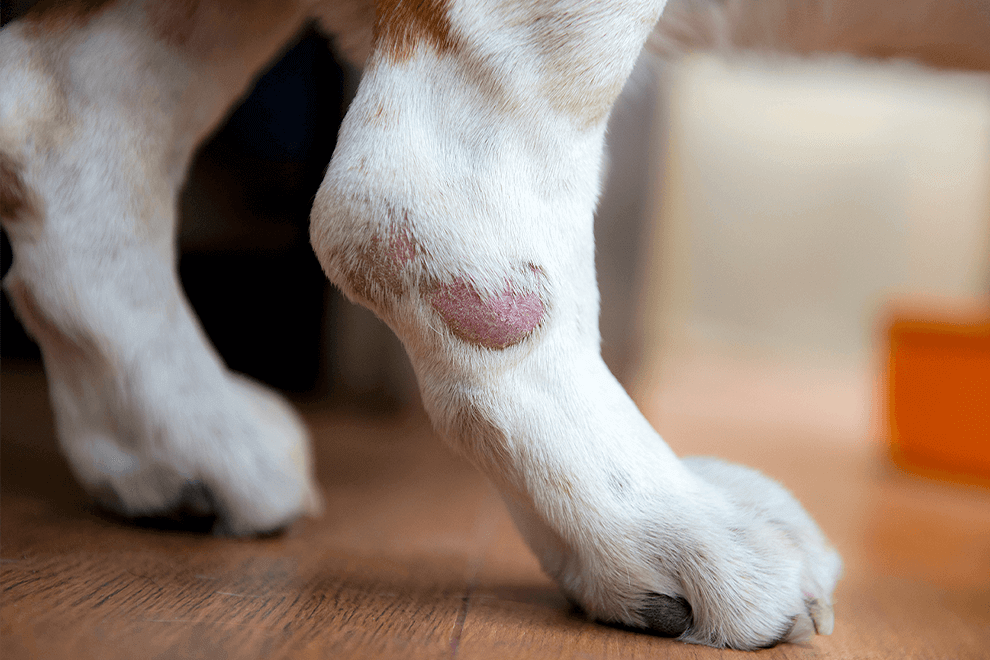 胖丁｜照護期間恢復情況良好