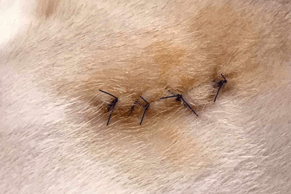 豆豆｜照護期間恢復情況良好