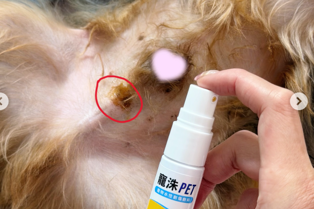 Q寶｜抓破皮處照顧良好