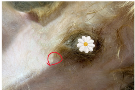 Q寶｜抓破皮處照顧良好