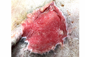 浪浪Grace｜術後傷口修復