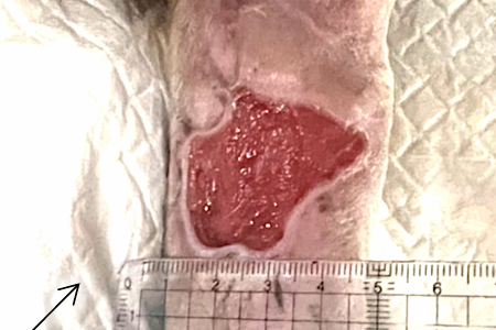 浪浪番薯｜左前肢傷口癒合良好