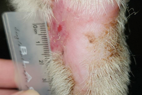 浪浪番薯｜左前肢傷口癒合良好