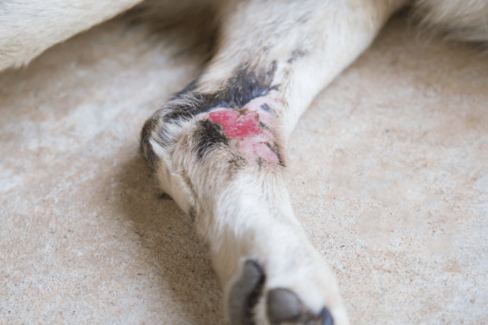 胖丁｜照護期間恢復情況良好